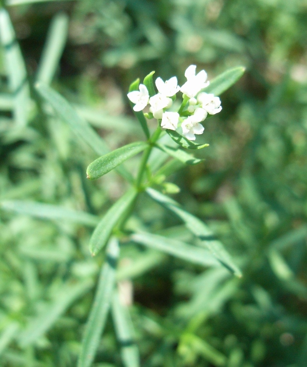 Galium boreale ?